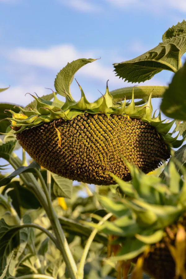 A big sunflower head starting to droop toward the ground as it dries out.