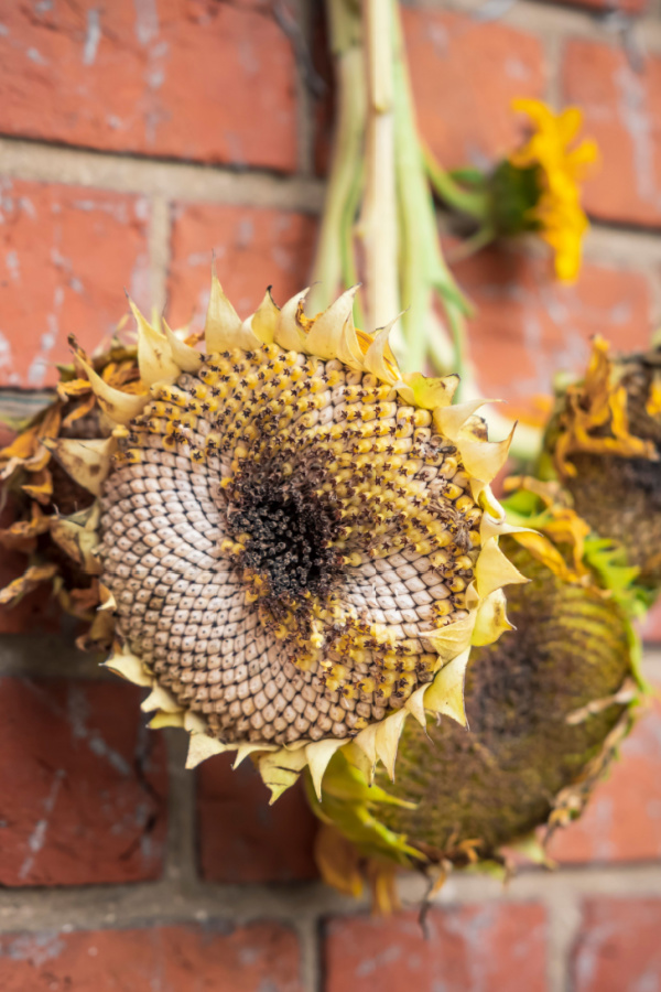 A bundle of sunflower heads drying upside down.