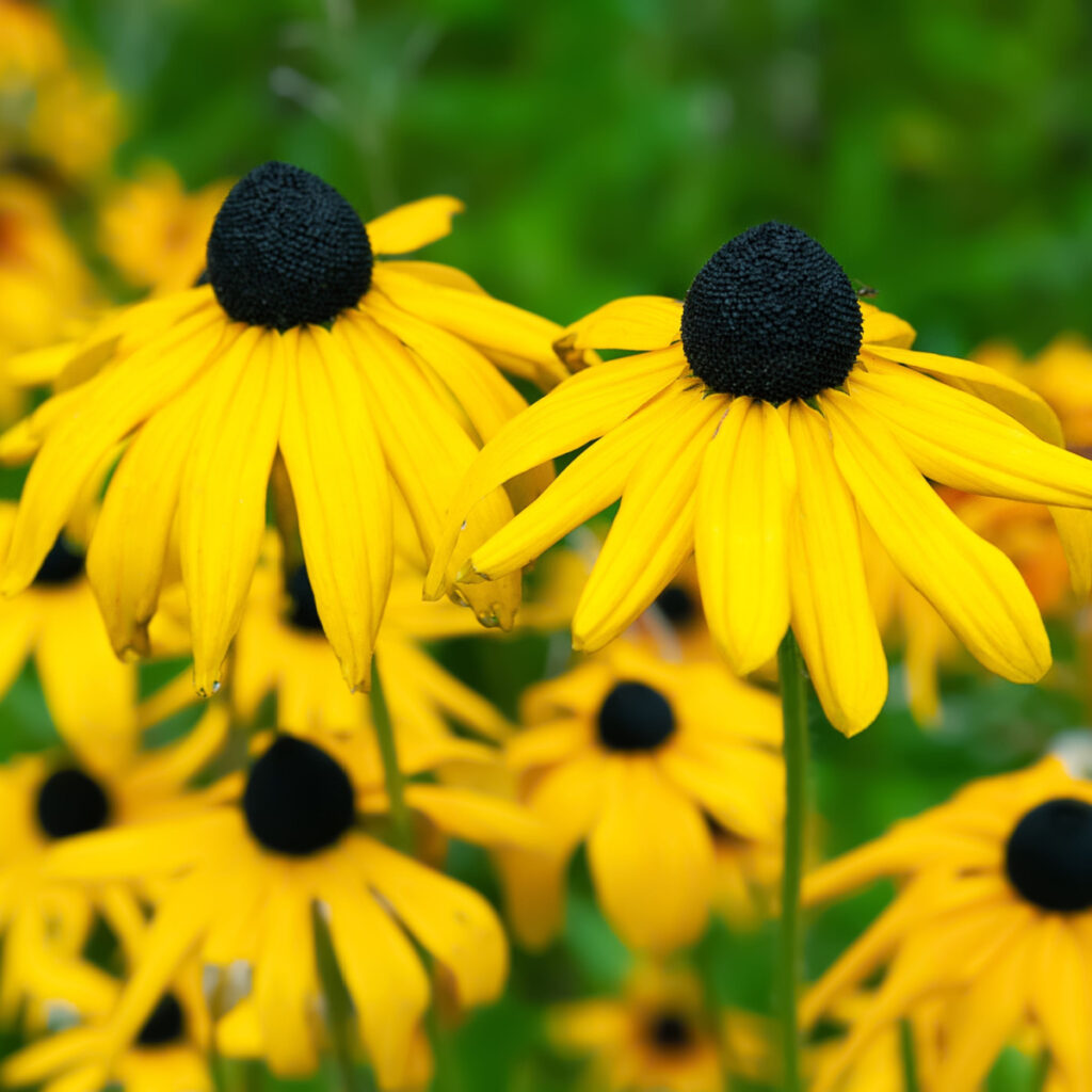 Black eyed Susan after they bloom