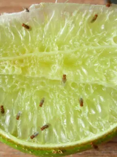 how to stop fruit flies and gnats