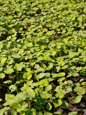 Buckwheat as a cover crop
