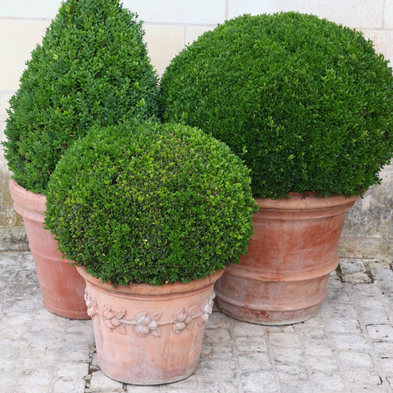 Potted boxwood evergreen trees in different shapes