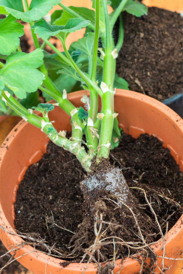 The roots of a geranium plant - how to save geraniums in the fall