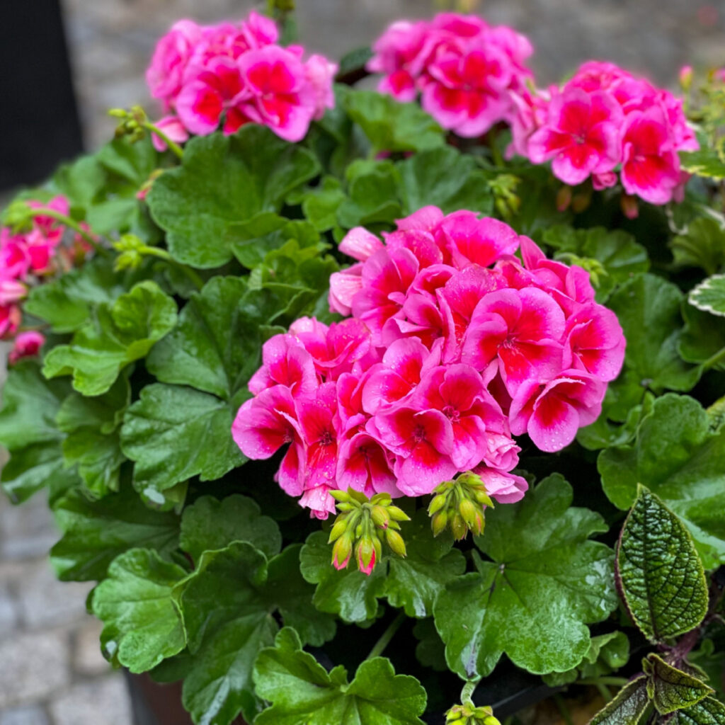 Bright pink geraniums blooming - how to save geraniums in the fall