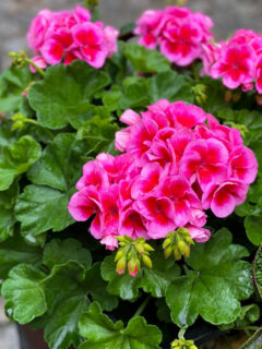 Bright pink non-hardy geraniums