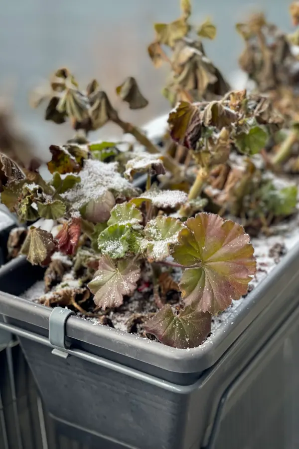 a killing frost to cold sensitive plants