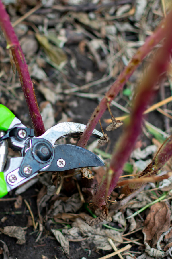 Pruning first-year canes with hand shears.
