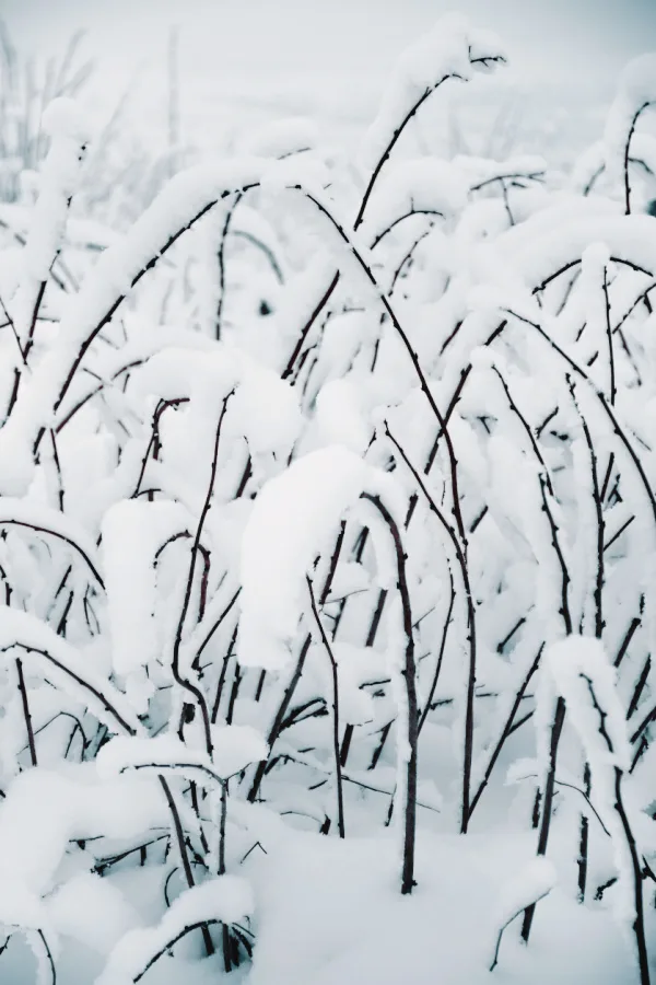 Raspberry canes bent over from snow