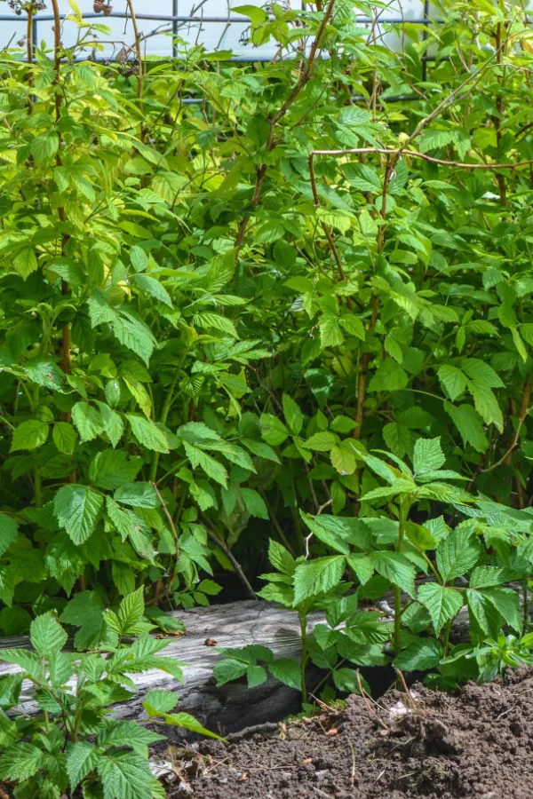 plants growing out of their area.