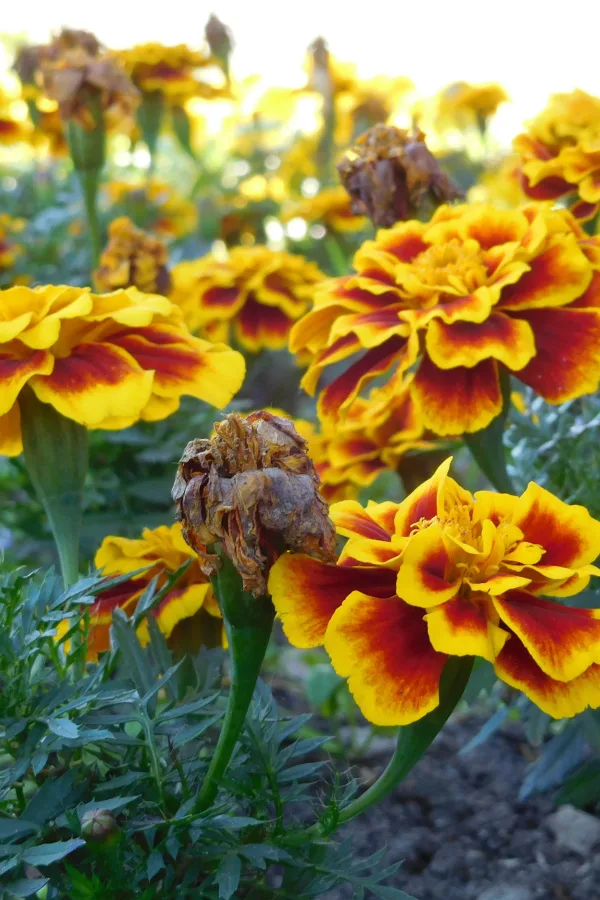 A dying marigold bloom with healthy ones around it.
