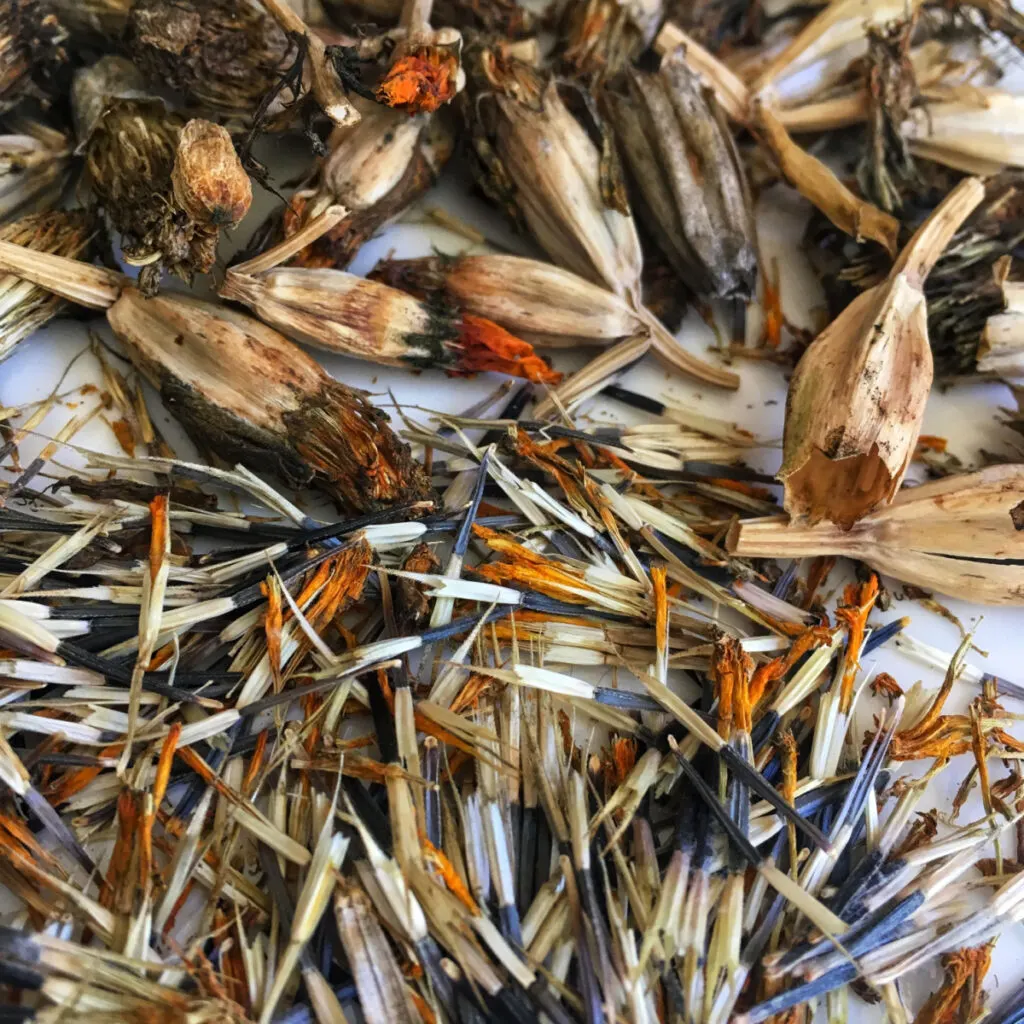 Marigold seeds