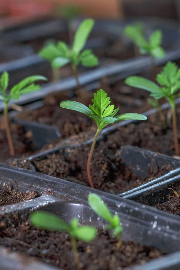 Germinating marigold seeds in trays