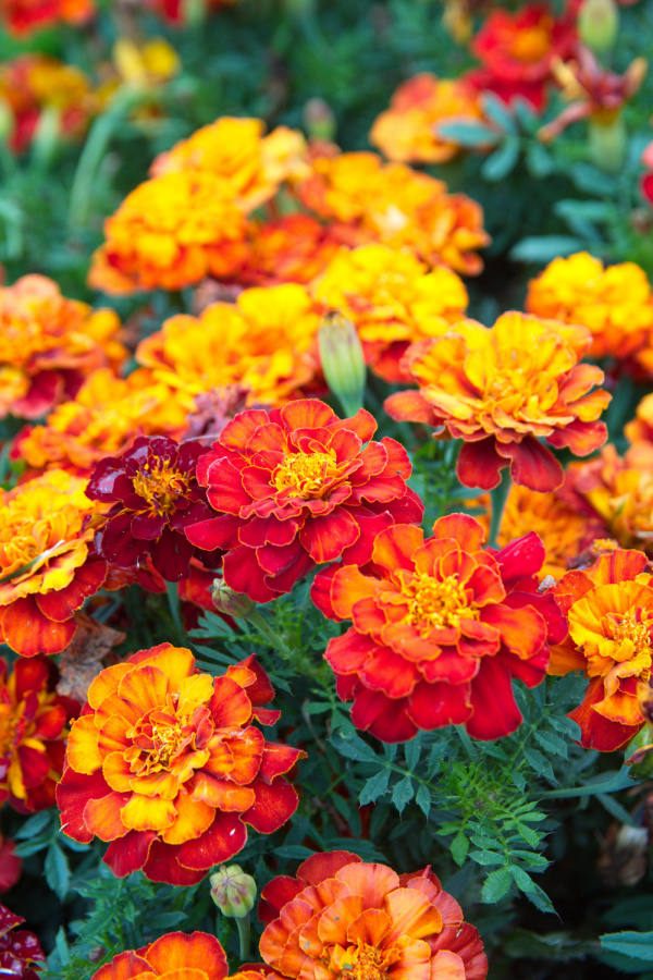 Bright orange and red mixed marigolds blooming.