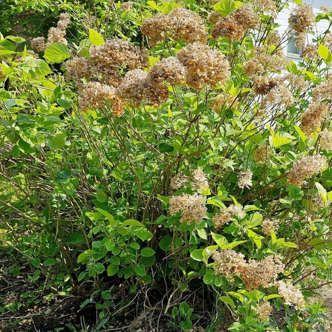Fall Hydrangea Care - What To Do With Hydrangeas Before Winter!