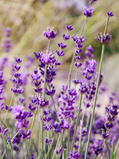 lavender plants before winter