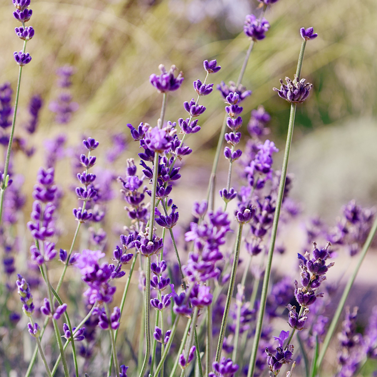 What To Do With Lavender Plants Before Winter - Fall Care Tips!
