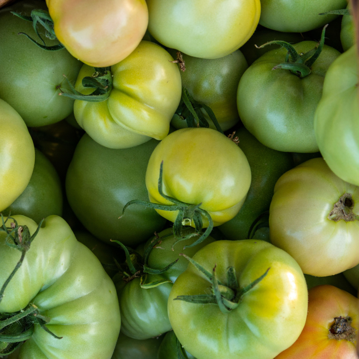 How To Ripen Late Season Green Tomatoes - Off The Vine!