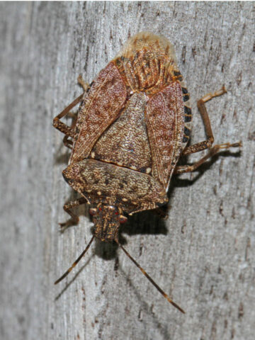How To Stop Stink Bugs