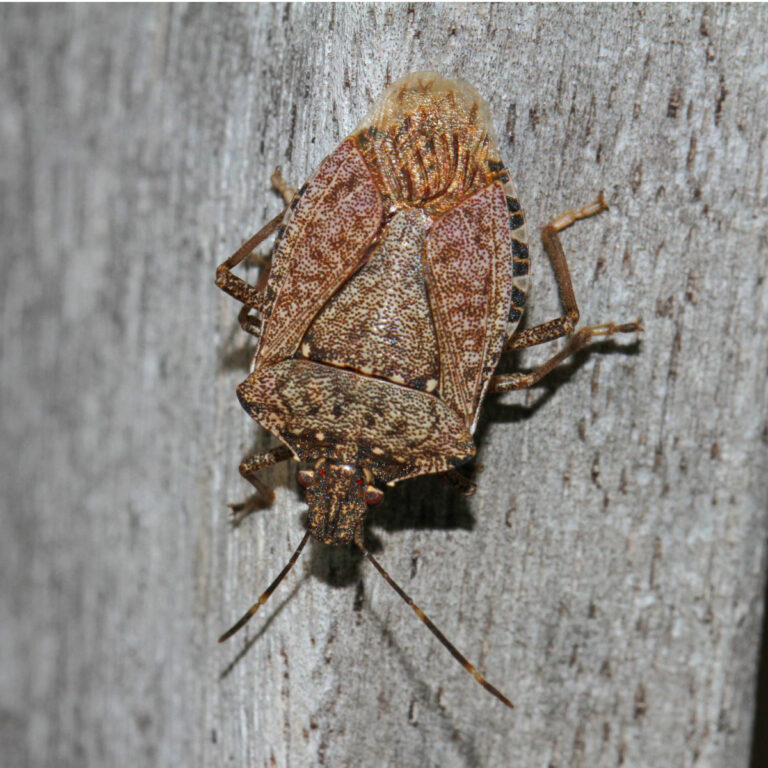 How To Stop Stink Bugs