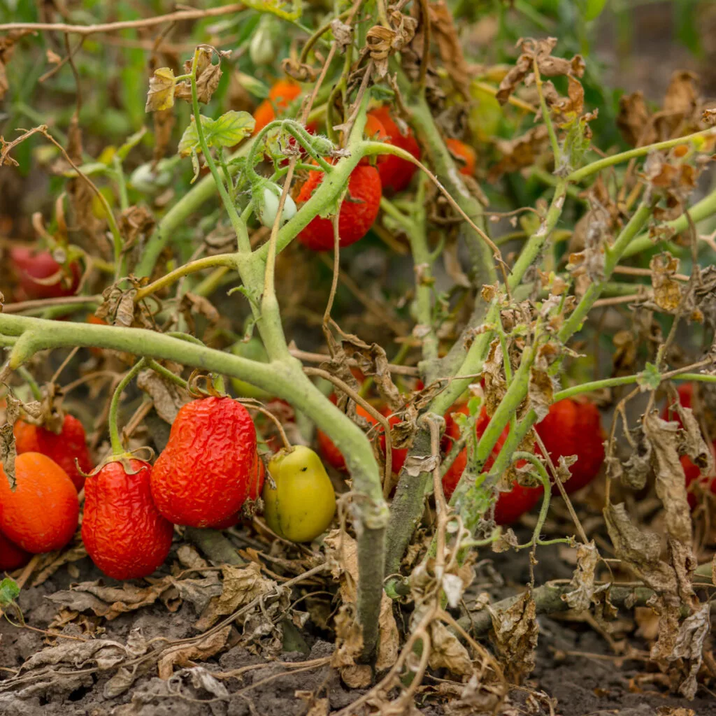 what to do with tomato plants when they die