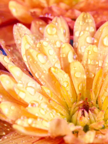 how to water mums for longer lasting blooms