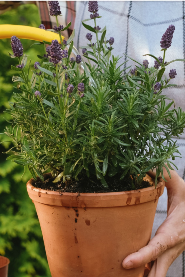 watering lavender - fall lavender care