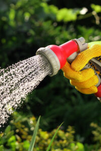 How To Water Mums In Pots - The Secret To Making Blooms Last!