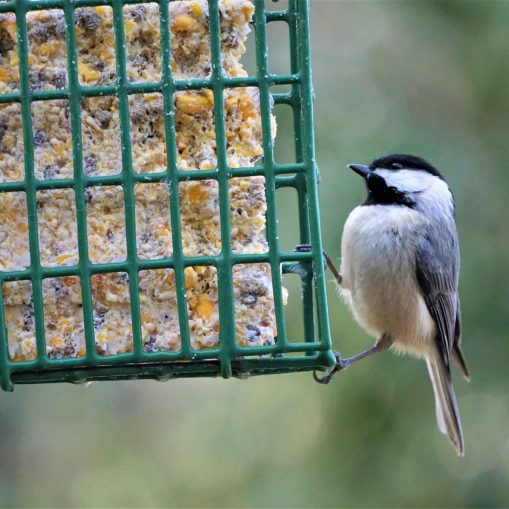 A bird sitting on a feeder with homemade suet cakes inside.
