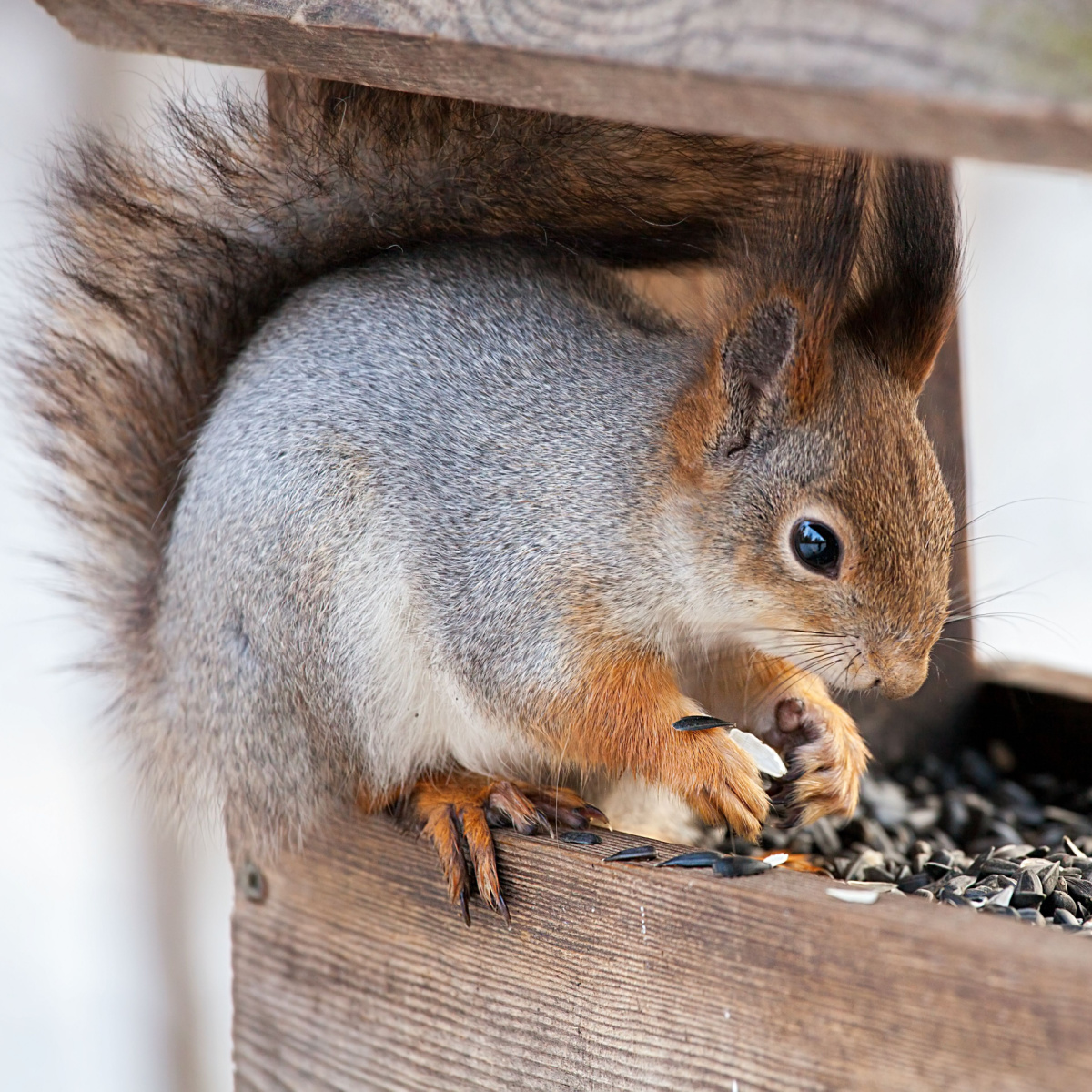 A squirrel eating birdseed while it sits on the birdfeeder