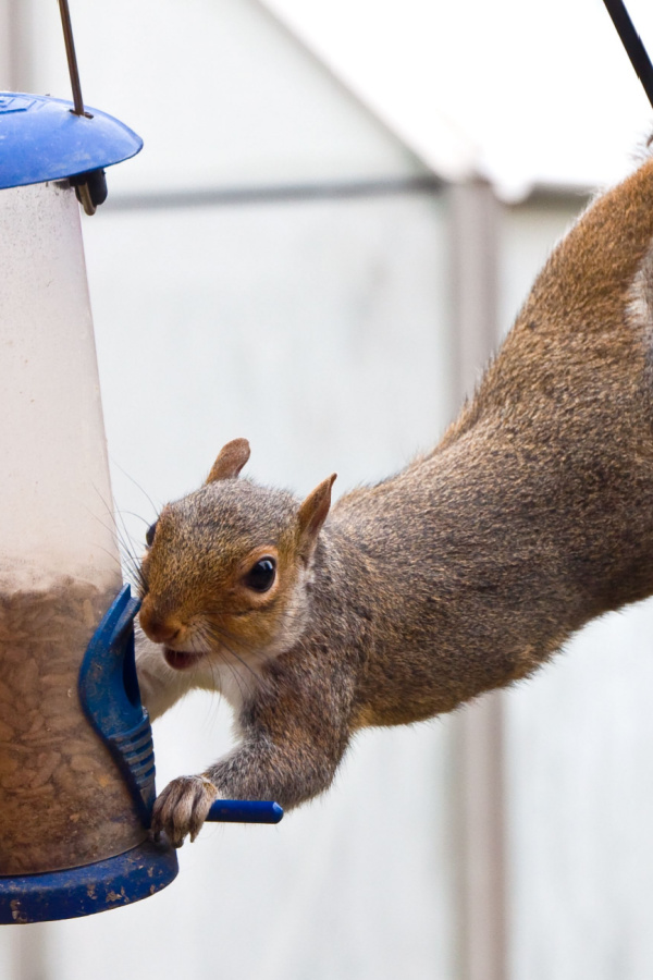 A squirrel easily reaching for birdfeeders and seeds from far away. 