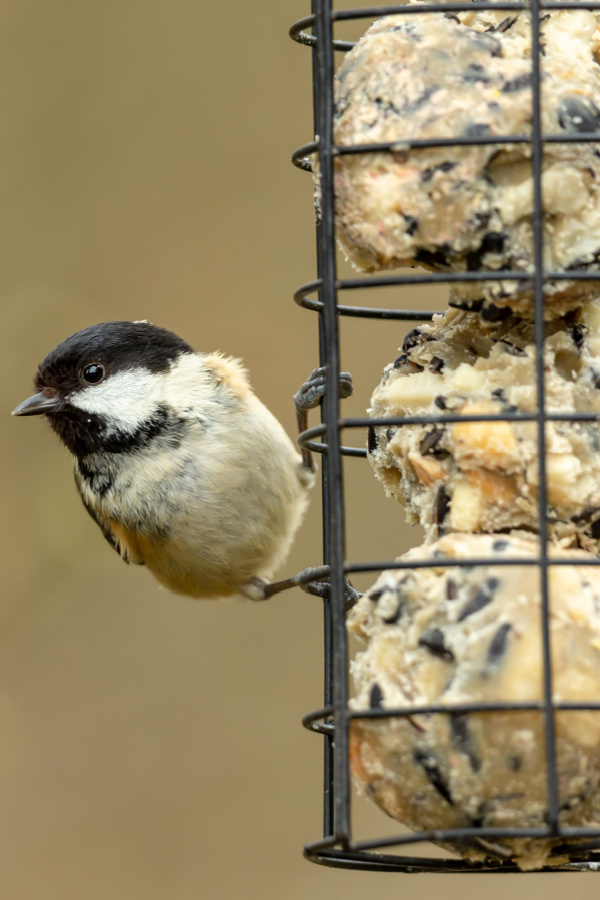 A bird landed on a feeder with homemade bird suet inside in the form of spheres.