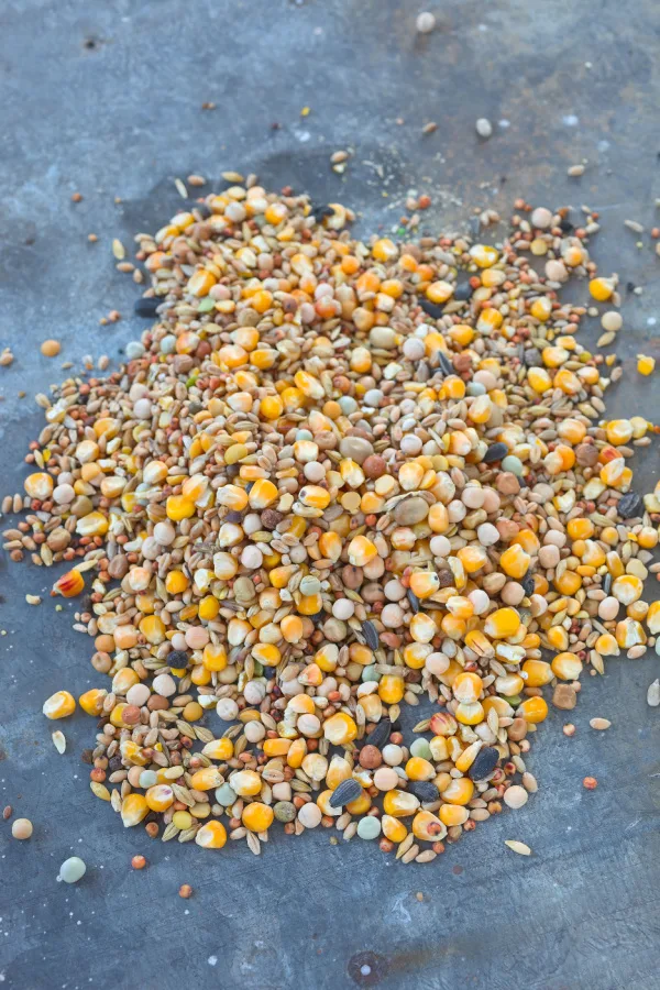 cracked corn seed