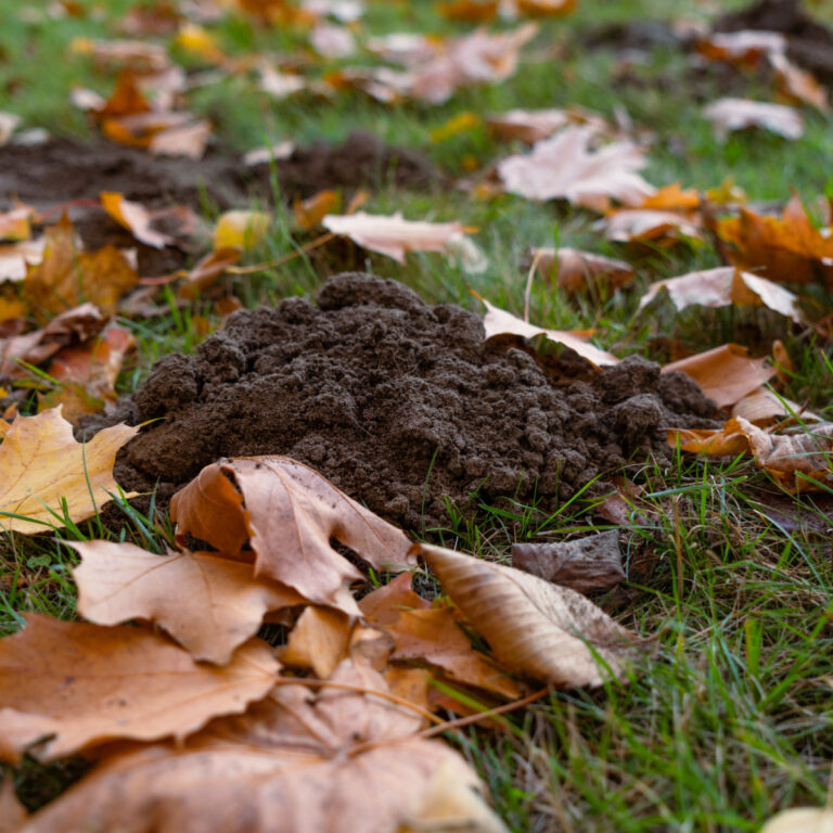 get rid of ground moles in the fall