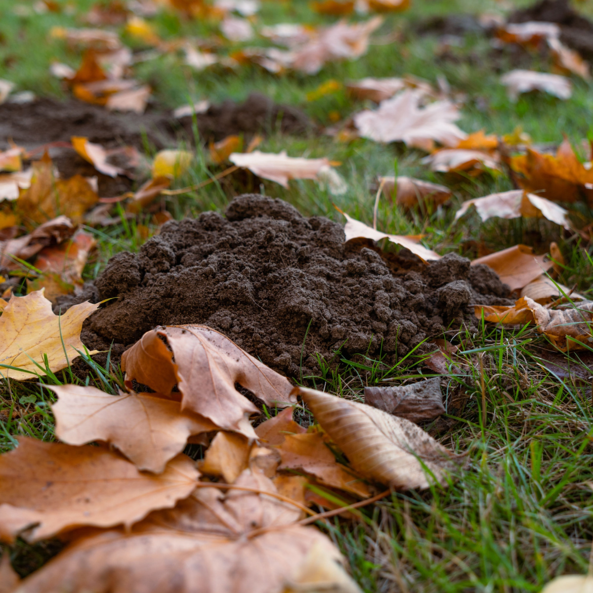 How To Get Rid Of Ground Moles In The Fall And For Good how-to-get-rid-of-ground-moles-in-the-fall-and-for-good