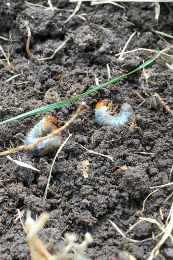 grubs in the fall - how to get rid of ground moles