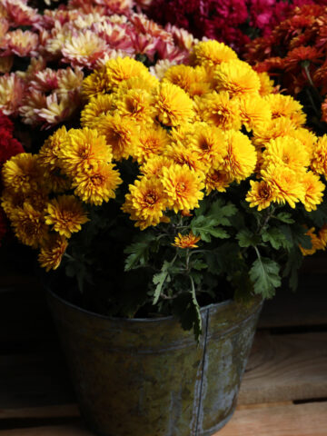 keep mums alive over winter