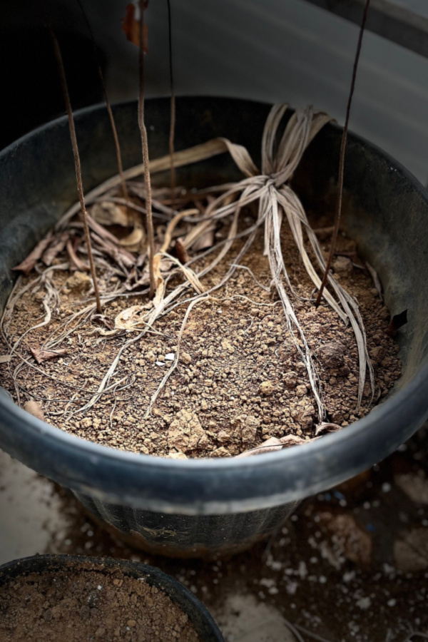 how to reuse old potting soil - compost potting soil