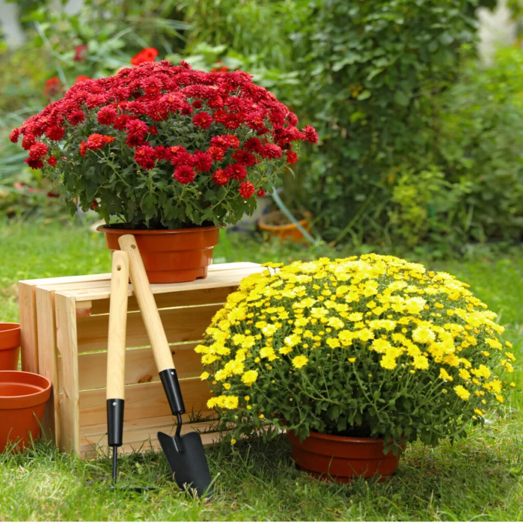 replanting outdoors - keep mums alive over winter