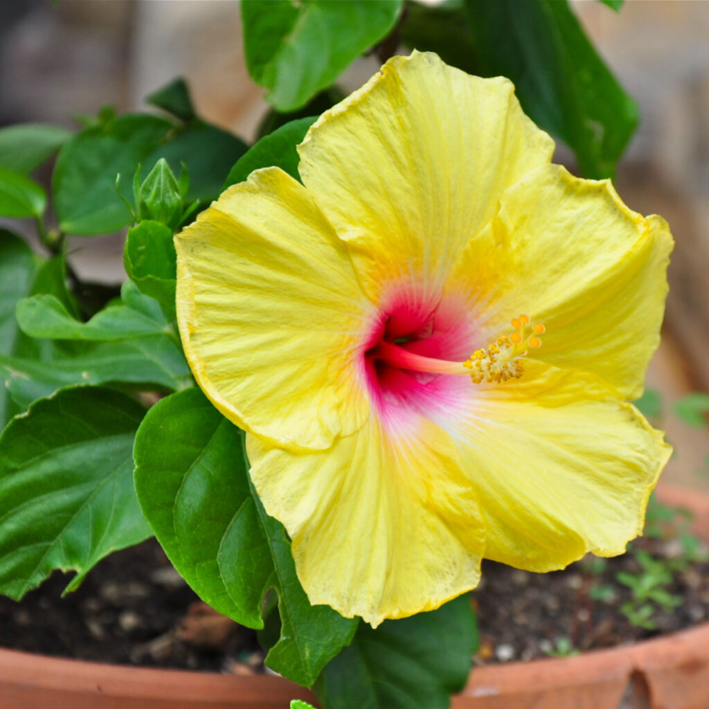 A bright yellow hibiscus bloom on potted plant. 