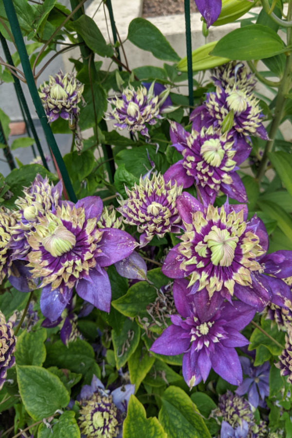 blooming clematis
