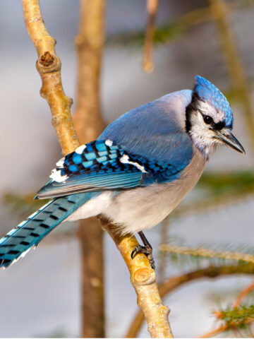 how to feed blue jays