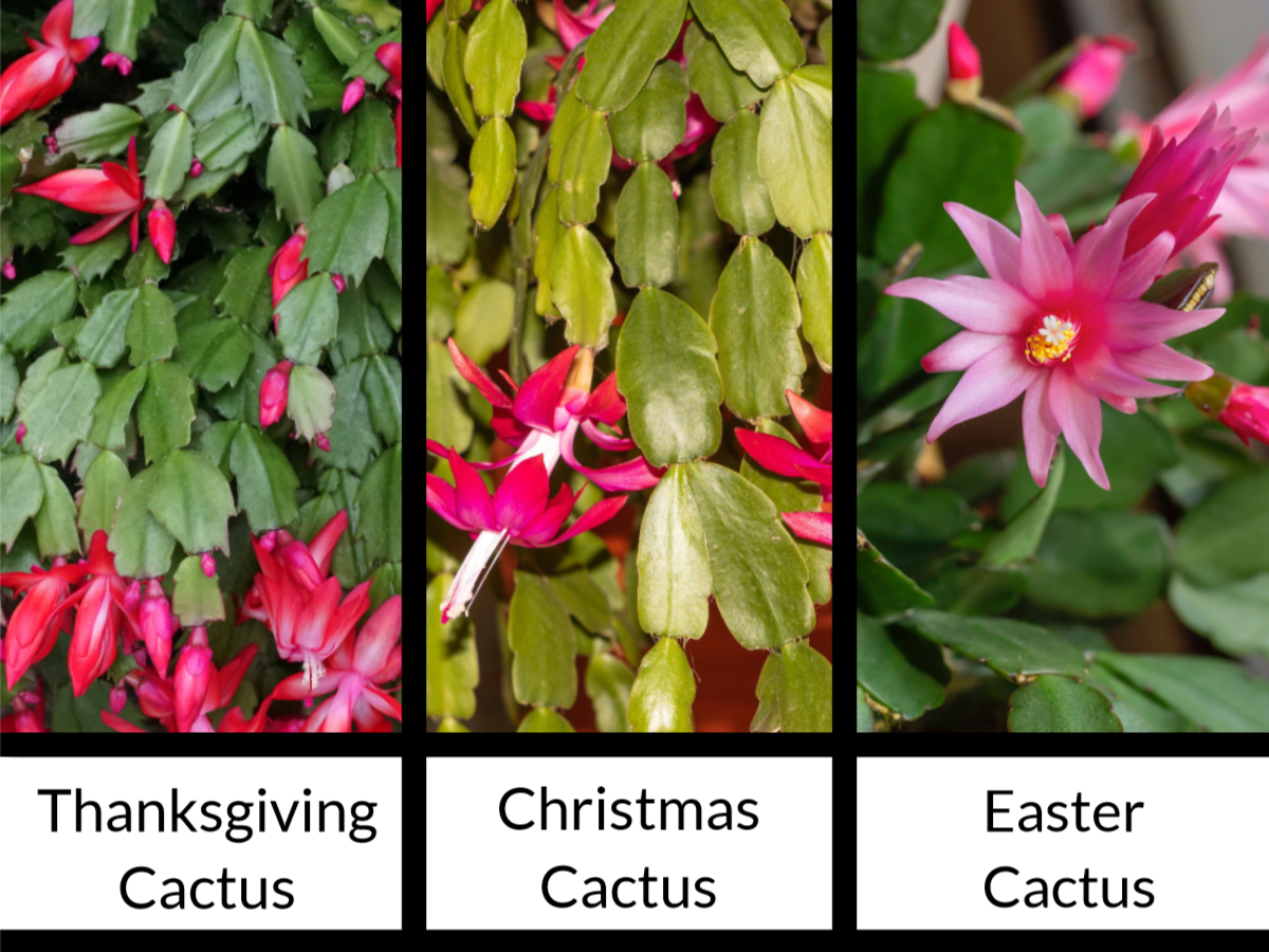 How To Tell If You Have A Christmas or Thanksgiving Cactus