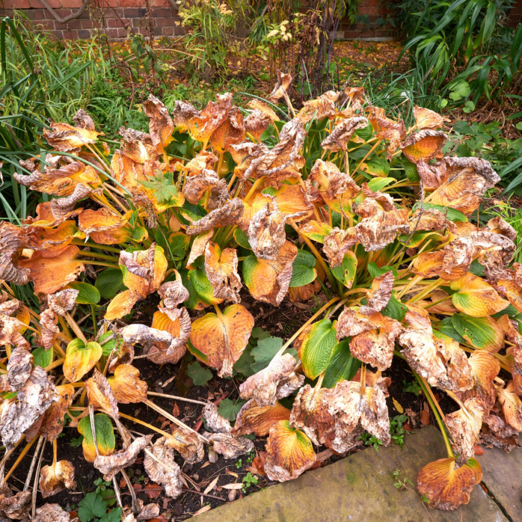 what to do with hostas before winter