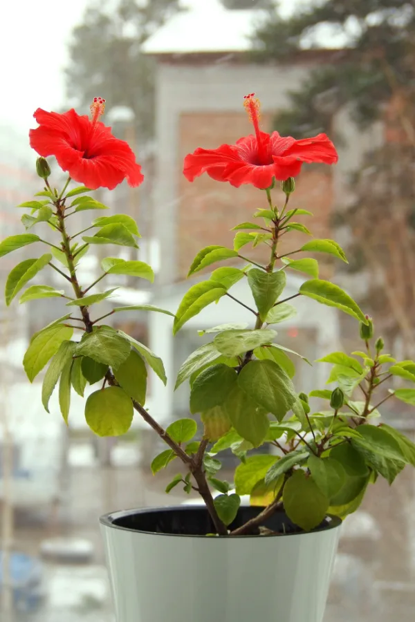 A potted hibiscus plant next to a window.