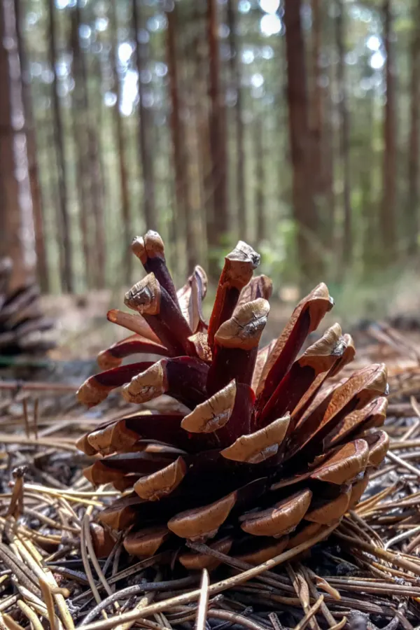 finding pine cones