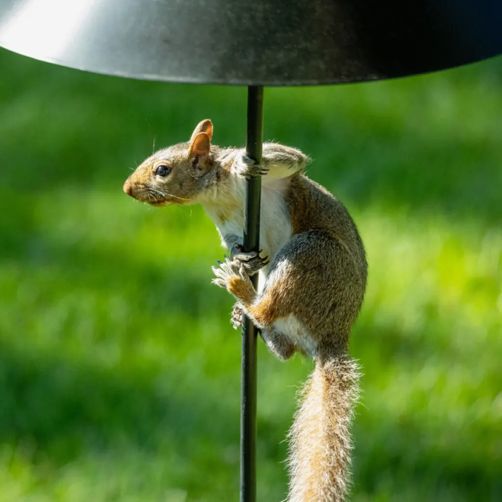 squirrel baffle - squirrels and bird feeders