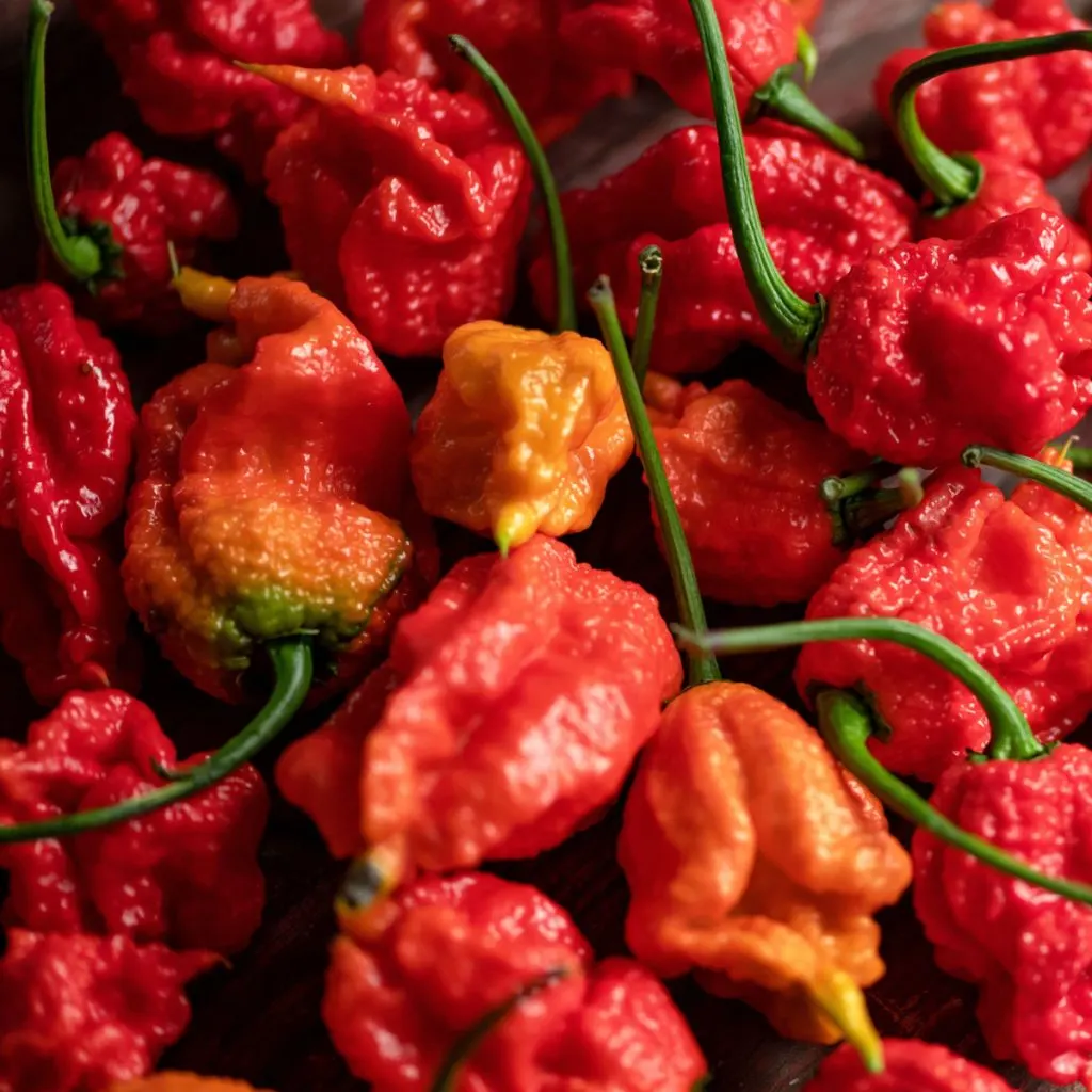 hottest peppers to grow