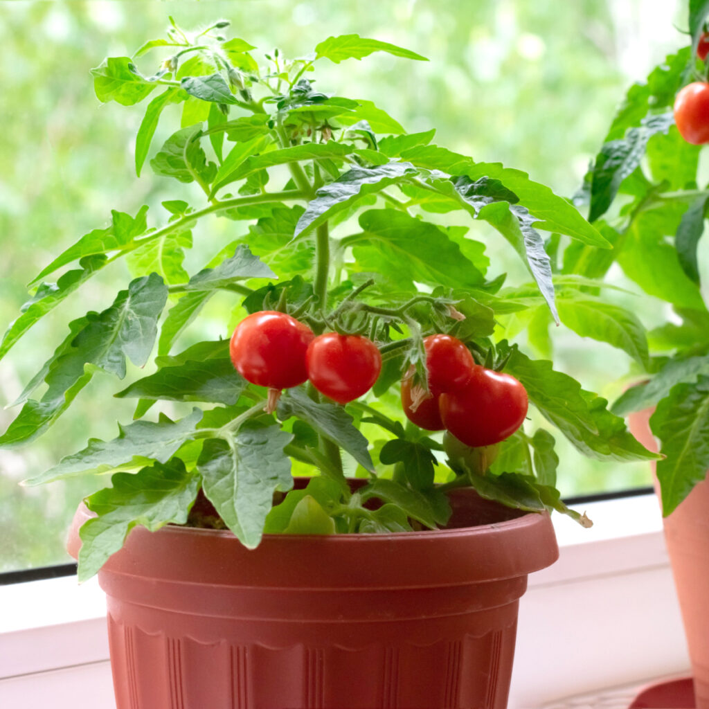 A small pot with ripe cherry tomatoes growing indoors
