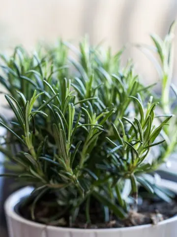 growing herbs indoors