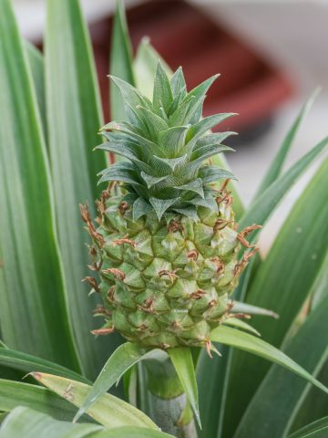 A young pineapple growing from a potted plant.